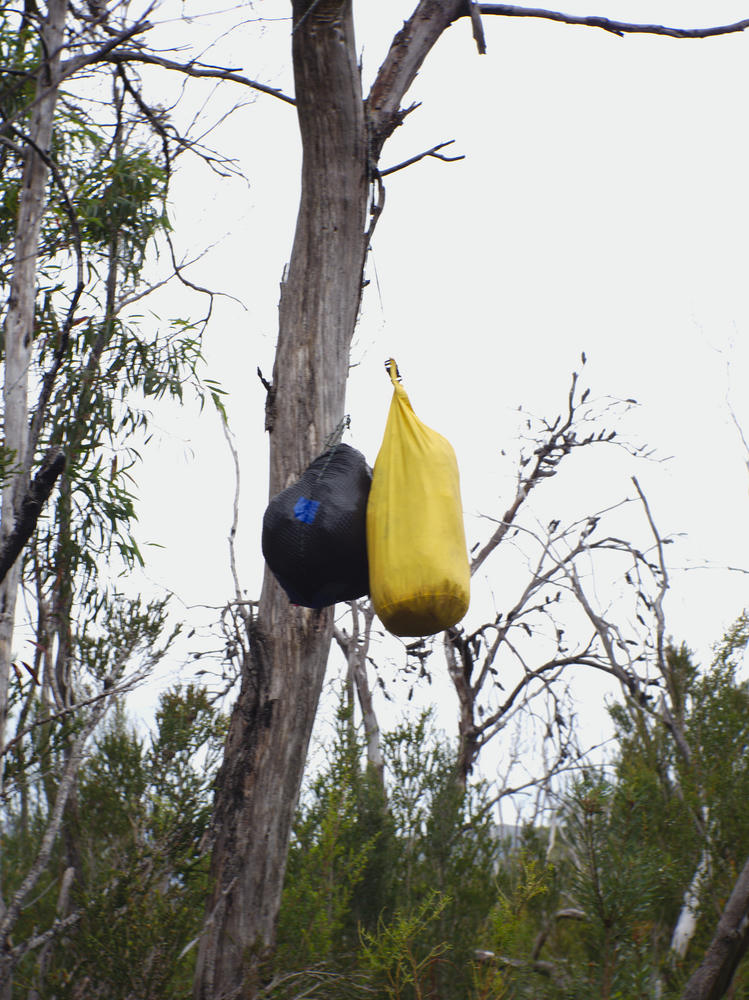 Our beloved food hanging in a tree!