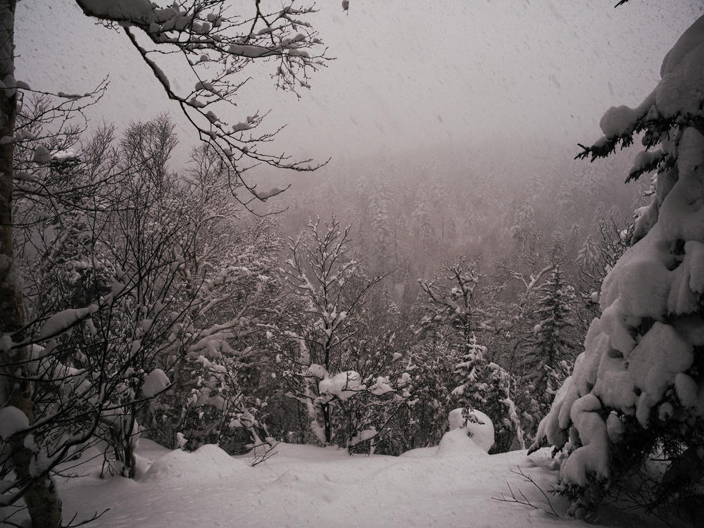 Beautiful forest on
Furanodake