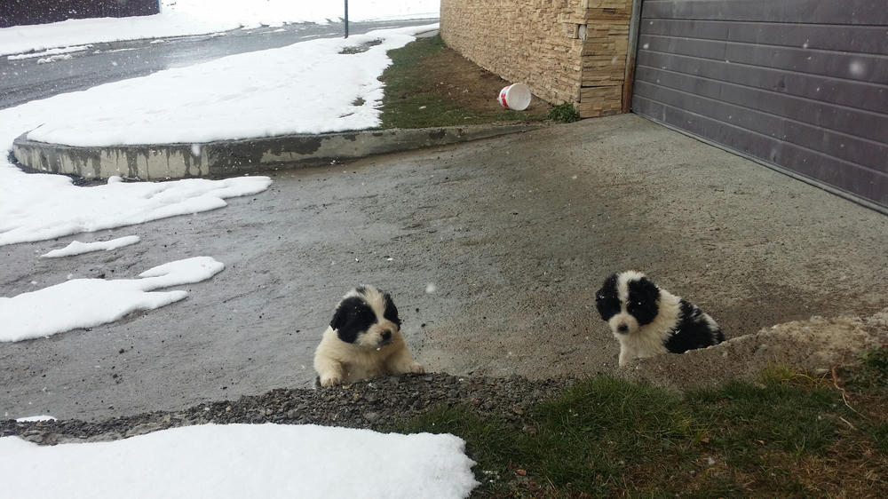 Puppies in New Gudauri! Perfect lockdown entertainment.