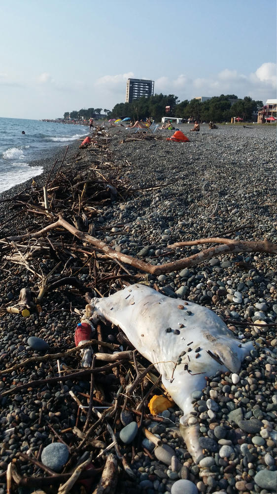 Trash on the beach in Kobuleti. Dead pig included!