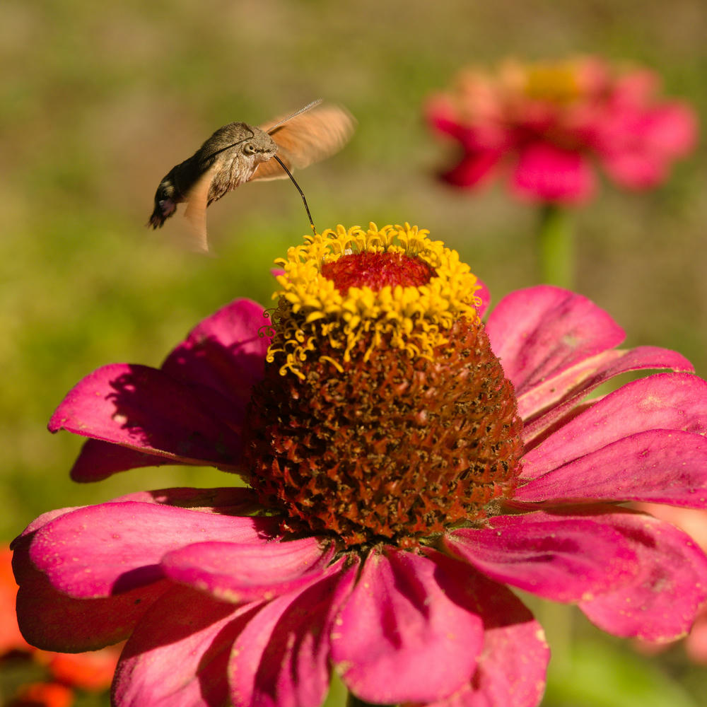 Hummingbird Moth in Mestia