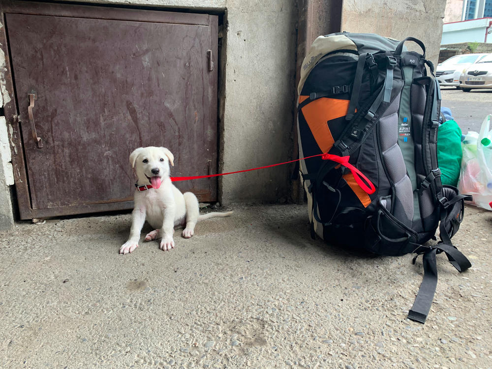 Snowy keeping watch over the new harness